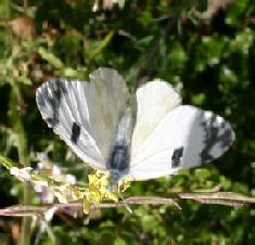 Marbled White.jpg